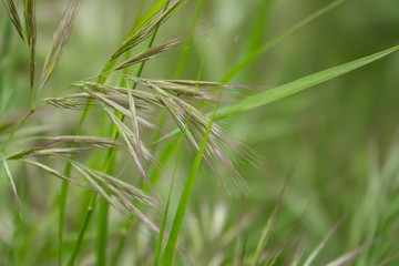 Wild Brome Inflorescence in Springtime