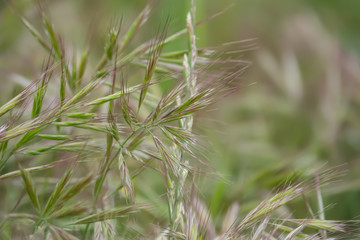 Wild Brome Inflorescence in Springtime