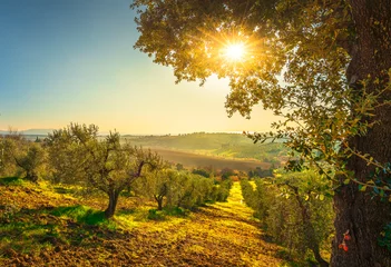 Poster Landschaftspanorama der Maremma und Olivenbäume bei Sonnenuntergang. Casale Marittimo, Pisa, Toskana Italien © stevanzz