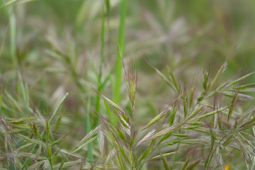 Wild Brome Inflorescence in Springtime