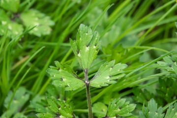 Creeping Buttercup Leaves in Springtime