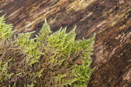 Fern Moss Growing in Winter