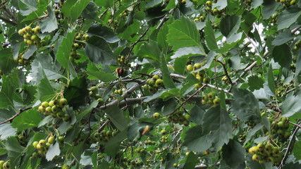 Hawthron green berries on the tree in summer       