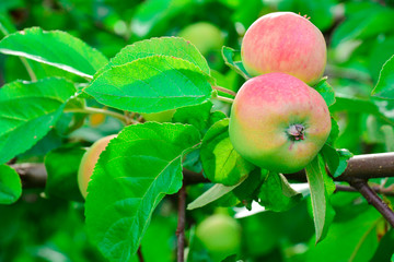 A bright red, ripe and juicy apple dangles from an apple tree against the green leaves of a fruit tree.