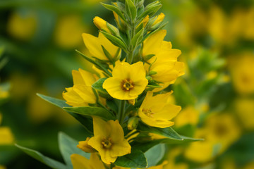 Yellow Loosestrife Flowers in Bloom in Springtime