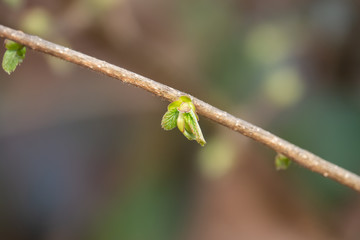 Young Hazelnut Leaves Sprouting in Springtime
