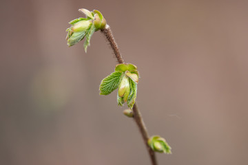 Young Hazelnut Leaves Sprouting in Springtime
