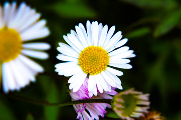 Obraz premium Beautiful Blossom macro close up