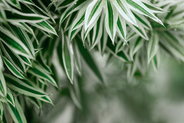 Creative nature layout made of tropical leaves and flowers.