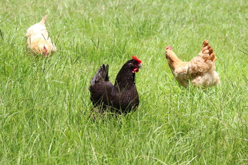 Three Chickens and Hens in tall green grass