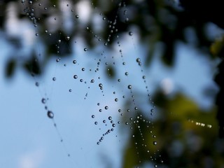 small rain drops on the spider web
