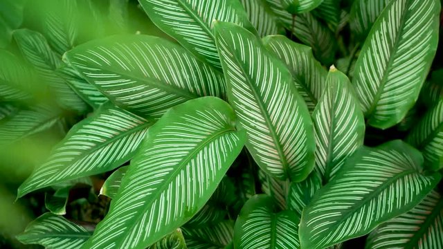 Bright juicy exotic tropical greenery in jungle. Selective focus natural organic background, unusual plant foliage. Calm relaxing wild paradise rainforest abstract fresh leaves texture, bokeh. Ecology