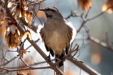 Tenca, Chilean Mockingbird Latin Name Mimus Thenca