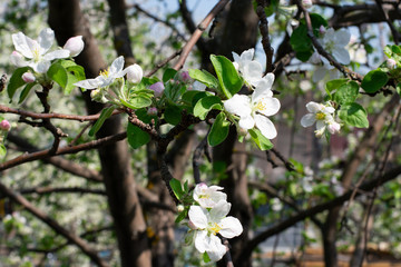 Blooming branch of apple tree, white flowers on branch