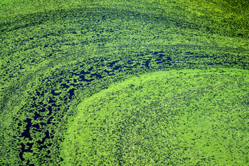 Algae polluted water. film of algae on surface of the water preventing the formation of oxygen and...