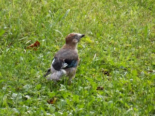 one bird on the green grass