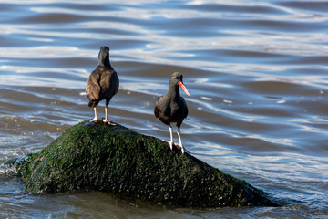 Two Black African Oystercatcher on a rock at sea. (Pilpilen Negro) Latin Name Haematopus Ater....