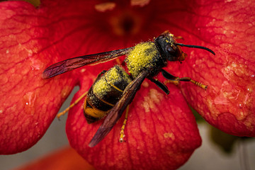 wasp on flower