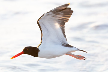 Common Pied / American Oystercatcher flying at sea. (Pilpilén Común). Latin Name Haematopus Palliatus. Tongoy. Coquimbo. Chile.