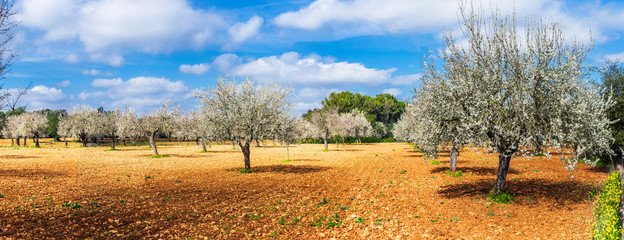 almond trees