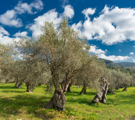 olive grove on the island of Mallorca