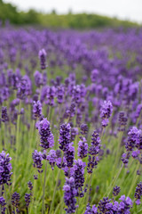 Portrait orientation view of lavender flowers at a farm in Sequim Washington
