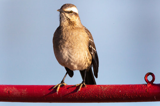 Tenca, Chilean Mockingbird Latin Name Mimus Thenca
