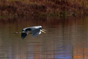 Flying Cocoi Heron (garza cuca) Latin name Ardea cocoi. Tongoy. Chile