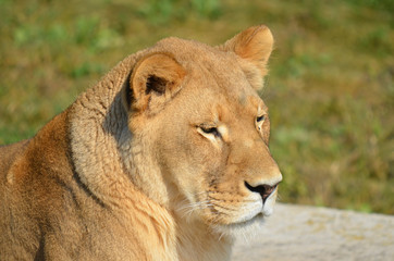 Lion is one of the four big cats in the genus Panthera, and a member of the family Felidae.