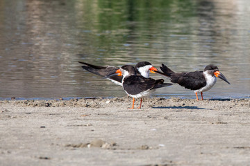 3 Black Skimmers. (Rayador) Latin Name Rynchops Niger. Tongoy. Chile