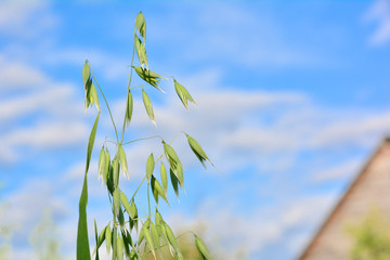 spikes of green oats against the blue sky with clouds.