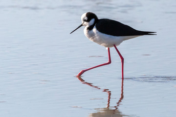 Black-Necked Stilt at wetland. (Perrito) Latin Name Himantopus Mexicanus