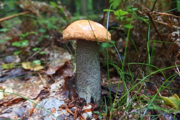 A mushroom Leccinum versipelle, also known as Boletus testaceoscaber or the orange birch bolete - edible and very tasty.