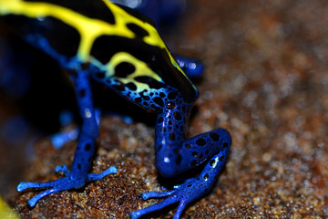 Dendrobates tinctorius, blau, gelb, frosch