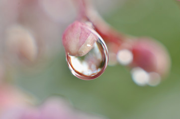The rest of the morning dew sticks to the flower buds