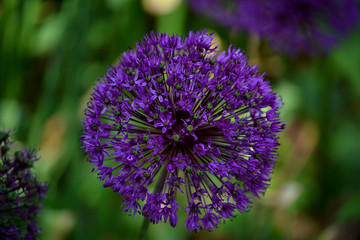 Zierlauch, Allium, lila, kugel