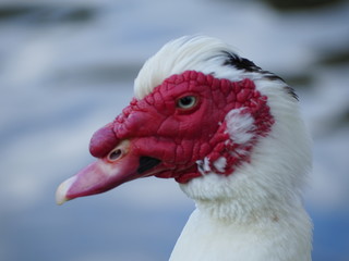Red Face Duck at La Pradera Lake in Dosquebradas Colombia