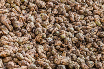 Sugar beet cut with leaves