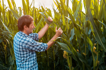 Corn farmer examining crops in field