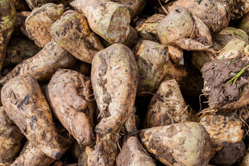 Sugar beet cut with leaves