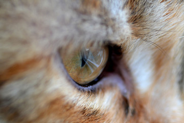 katze, auge, fell, blick