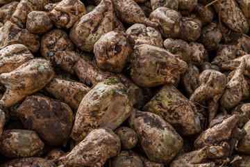 Sugar beet cut with leaves