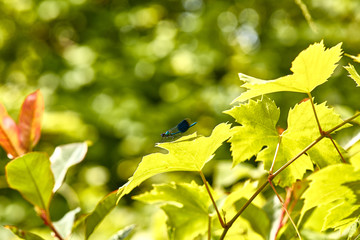 A male Banded Demoiselle damselfly resting on a leaf. The male has a metallic blue body with broad dark blue-black spot across outer part of wing. Location: Hampshire, U.K. 2019.
