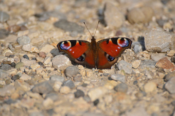 Fototapeta na wymiar Beautiful European peacock butterfly