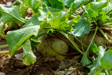 Sugar beet cut with leaves