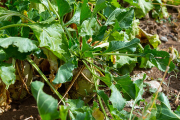 Sugar beet cut with leaves