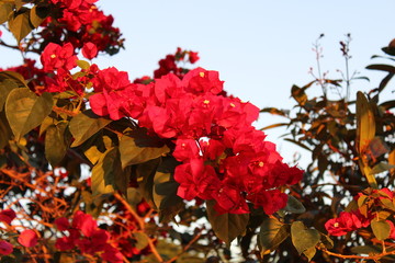 Flor, Natureza, Pirmavera