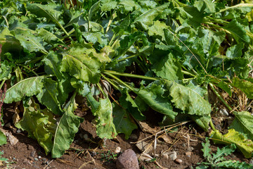 Sugar beet cut with leaves