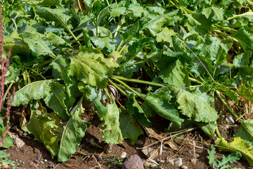 Sugar beet cut with leaves