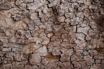 Tree bark grain wood natural vintage worn texture background material surface
